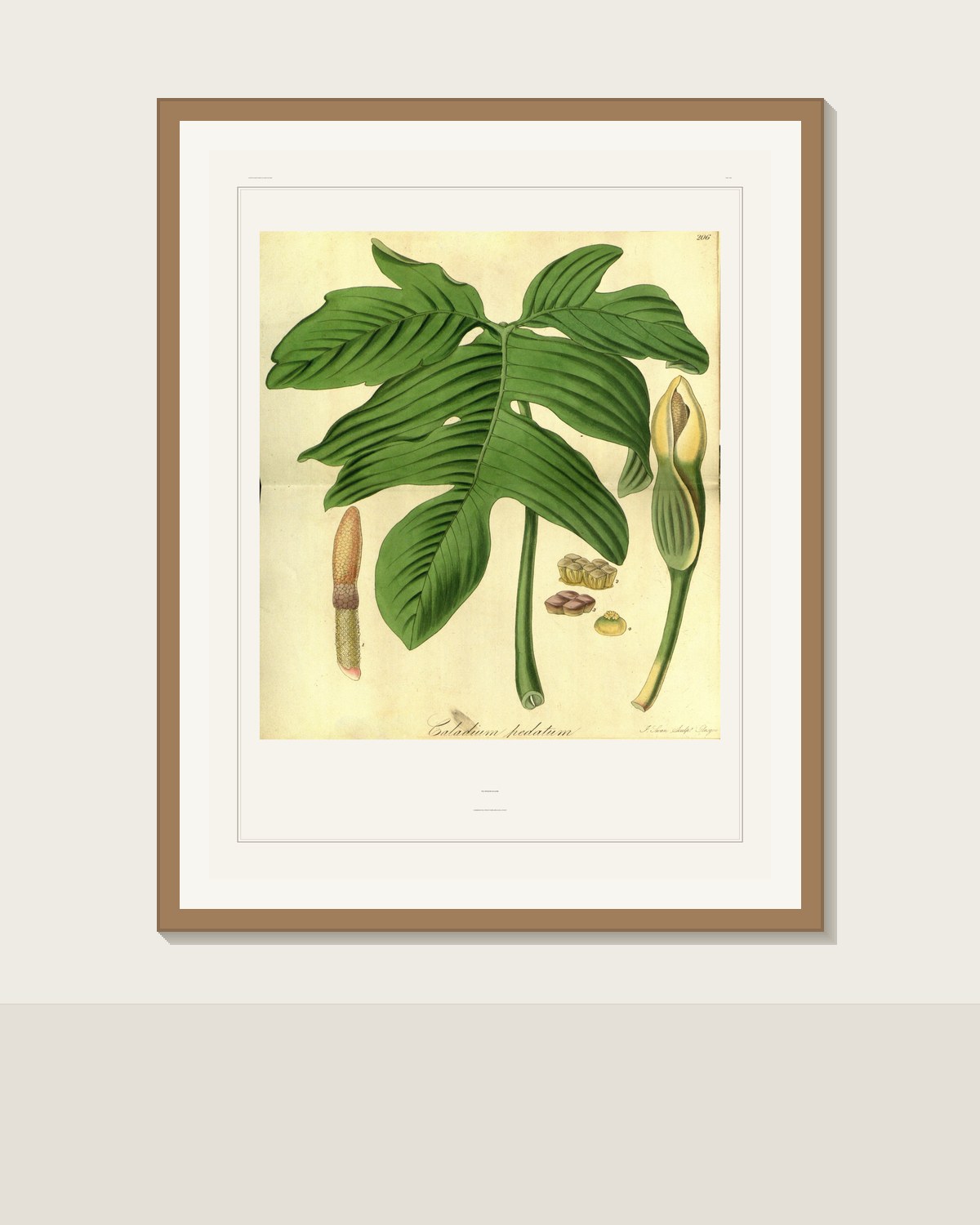 Antique Botanical Print in ornate gilded gold frame in vintage French study room mockup